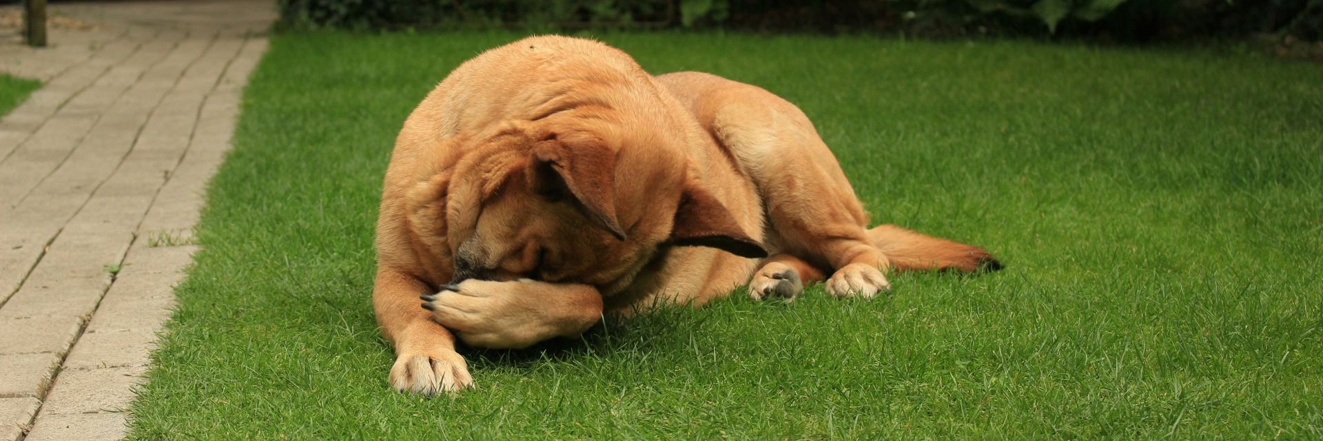 picores en perros